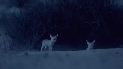 La vida nocturna del zorro Fenek en el del desierto del Sahara La vida nocturna del zorro Fenek en el del desierto del Sahara