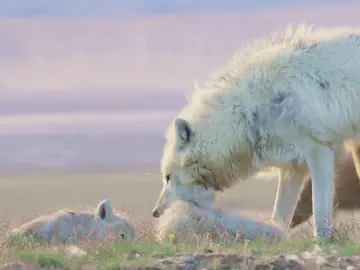 La valiosa lección de esta lobezna a sus cachorros tras traspasar la frontera La valiosa lección de esta lobezna a sus cachorros tras traspasar la frontera