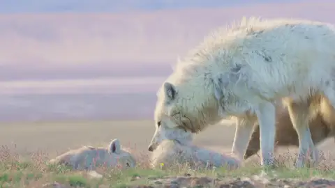 La valiosa lección de esta lobezna a sus cachorros tras traspasar la frontera La valiosa lección de esta lobezna a sus cachorros tras traspasar la frontera