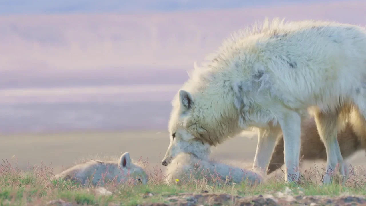 La valiosa lecci&oacute;n de esta lobezna a sus cachorros tras traspasar la frontera