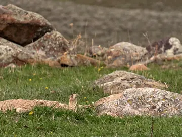 Perros de las praderas Perros de las praderas