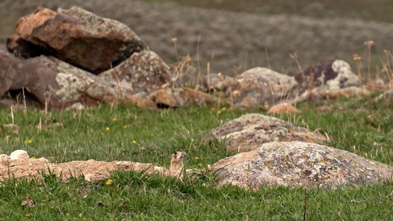 Una estufa para acabar con la plaga de perros de las praderas en Wyoming