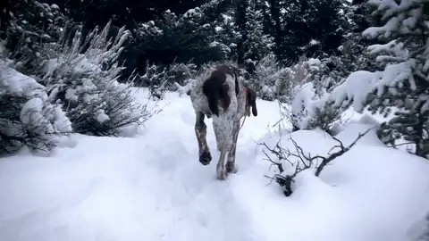 Perro herido Mountain Men