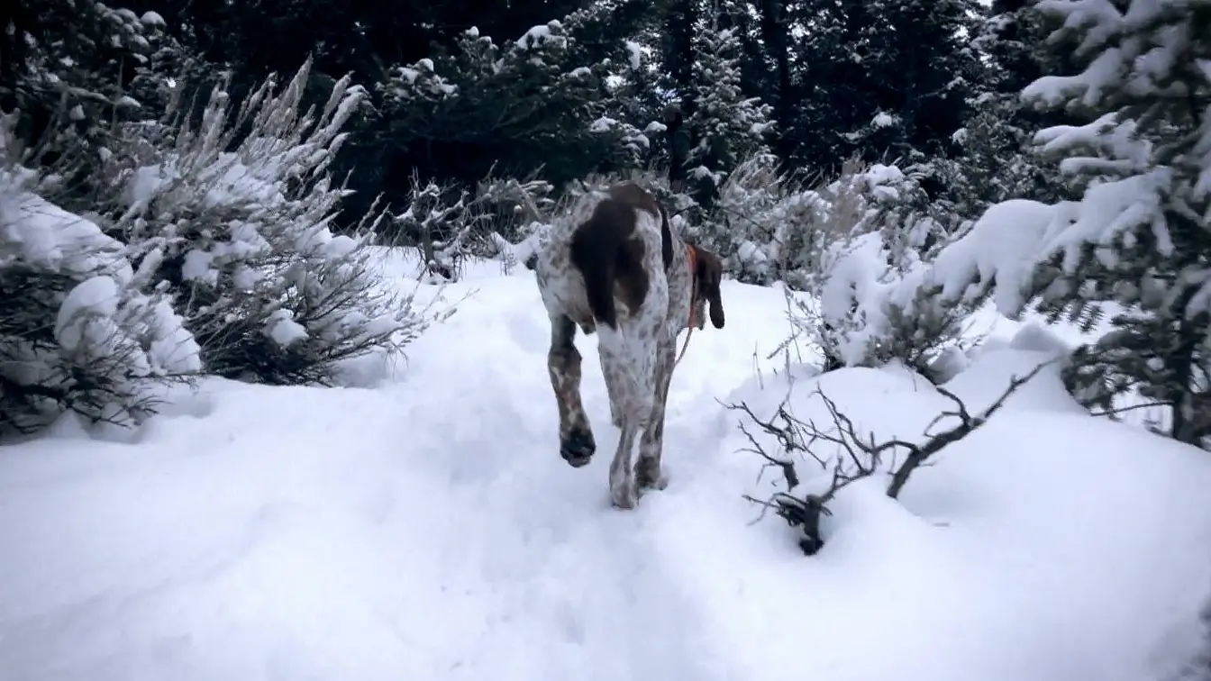 Perro herido Mountain Men