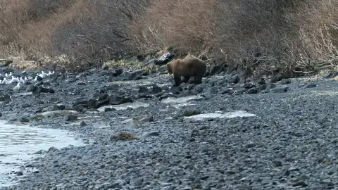 Oso de la isla Kodiak Mountain men
