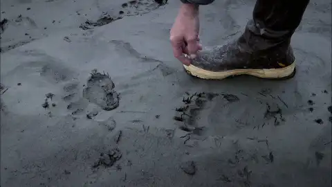 El sustento de Sue se ve amenazado por un depredador cercano El sustento de Sue se ve amenazado por un depredador cercano