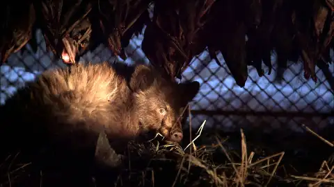 Osezno Vida bajo cero