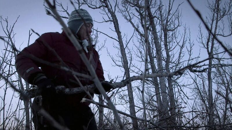 Sue Aikens obtiene de unos álamos una medicina conocida como bálsamo de Gilead
