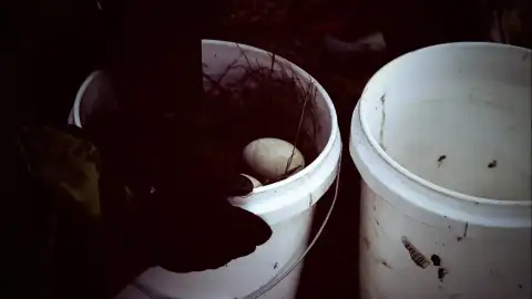 Una de las tradiciones familiares de los Hailstöne es recolectar huevos de gaviota en verano Una de las tradiciones familiares de los Hailstöne es recolectar huevos de gaviota en verano