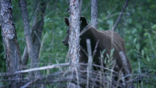 Andy Bassich regresa a Alaska tras una grave lesi&oacute;n y se enfrenta a unos osos que han invadido su casa