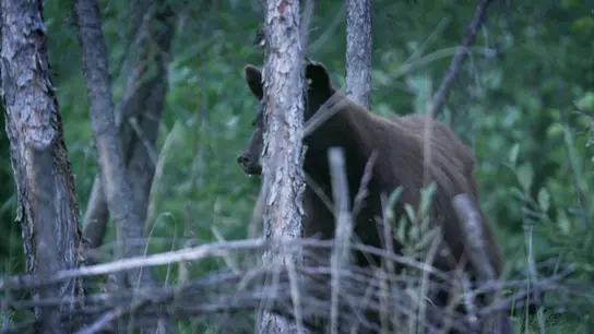Andy Bassich regresa a Alaska tras una grave lesión y se enfrenta a unos osos que han invadido su casa Andy Bassich regresa a Alaska tras una grave lesión y se enfrenta a unos osos que han invadido su casa