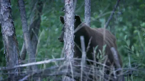 Andy Bassich regresa a Alaska tras una grave lesión y se enfrenta a unos osos que han invadido su casa Andy Bassich regresa a Alaska tras una grave lesión y se enfrenta a unos osos que han invadido su casa