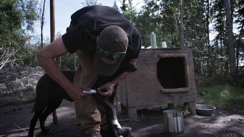 Jessie debe cuidar a su perra herida mientras construye una casa en Alaska antes de la llegada del gélido invierno