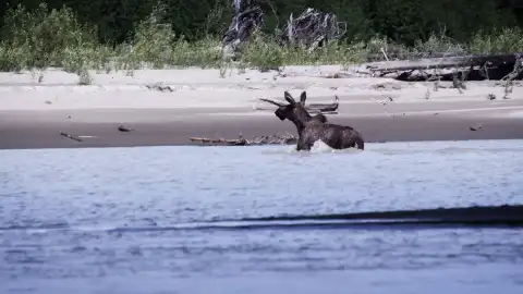 Jessie Holmes va en busca de troncos y se cruza en el río con un majestuoso alce Jessie Holmes va en busca de troncos y se cruza en el río con un majestuoso alce