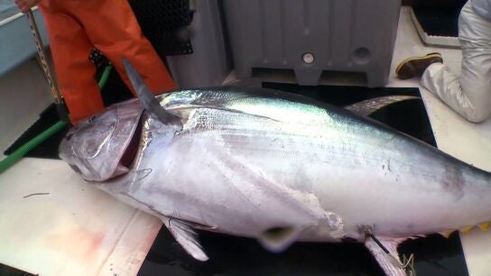 Pesca extrema