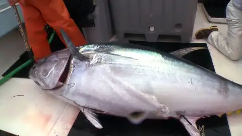 Atún rojo Pesca extrema
