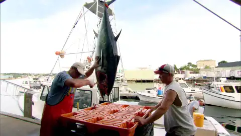 Atún rojo Pesca extrema