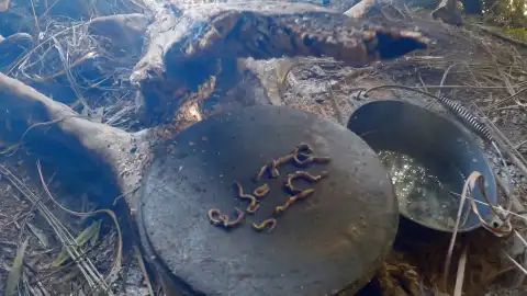 Gusanos Aislados Australia