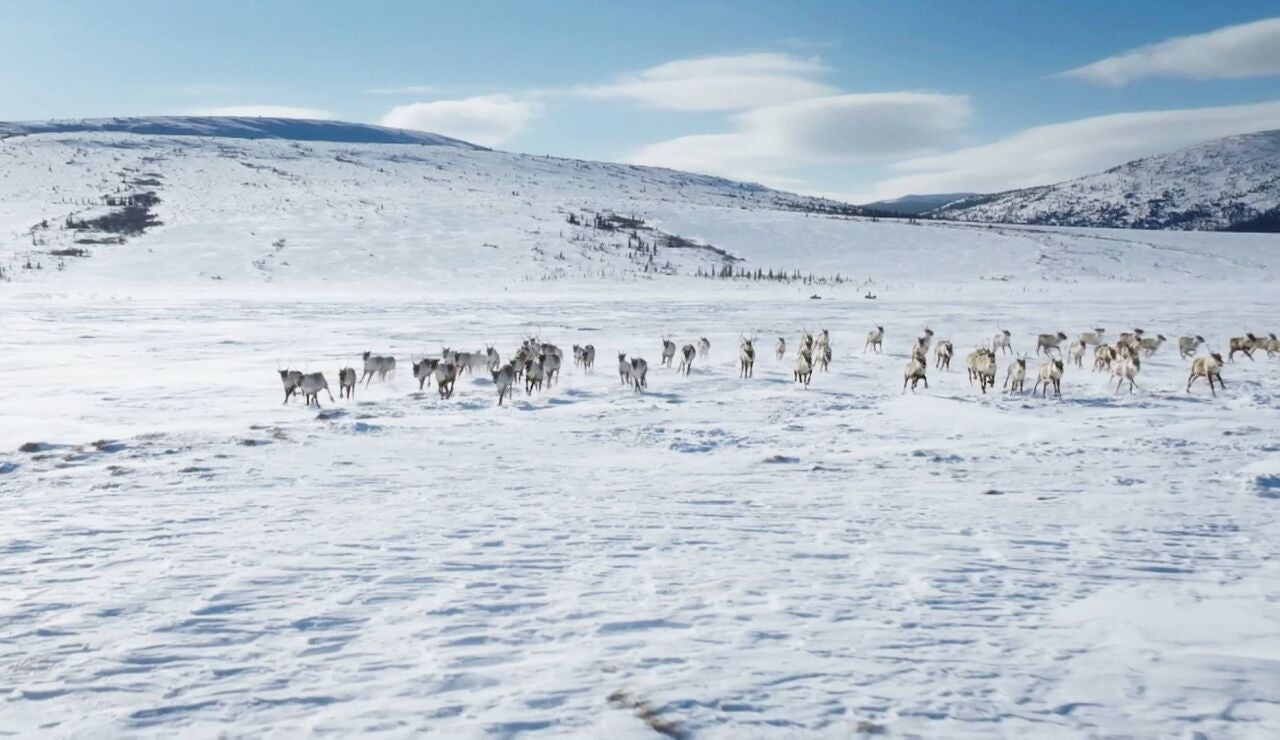 Ricko y su hijo Skyler salen a cazar carib&uacute;s y se topan con un valle repleto de ellos 