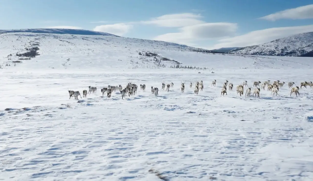 Ricko y su hijo Skyler salen a cazar caribús y se topan con un valle repleto de ellos