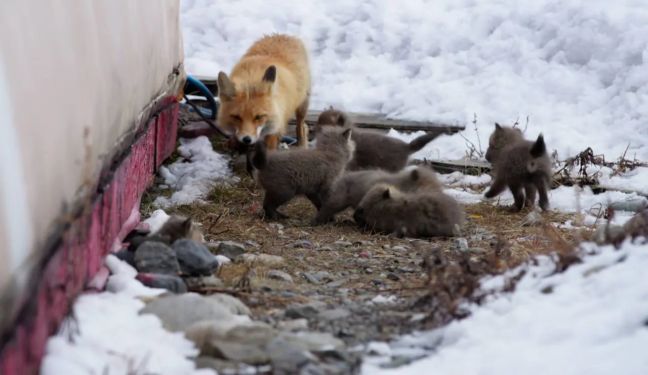 Sue Aikens teme por el zorro que rescató al detectar depredadores cerca de su campamento