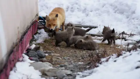 Sue Aikens teme por el zorro que rescató al detectar depredadores cerca de su campamento Sue Aikens teme por el zorro que rescató al detectar depredadores cerca de su campamento