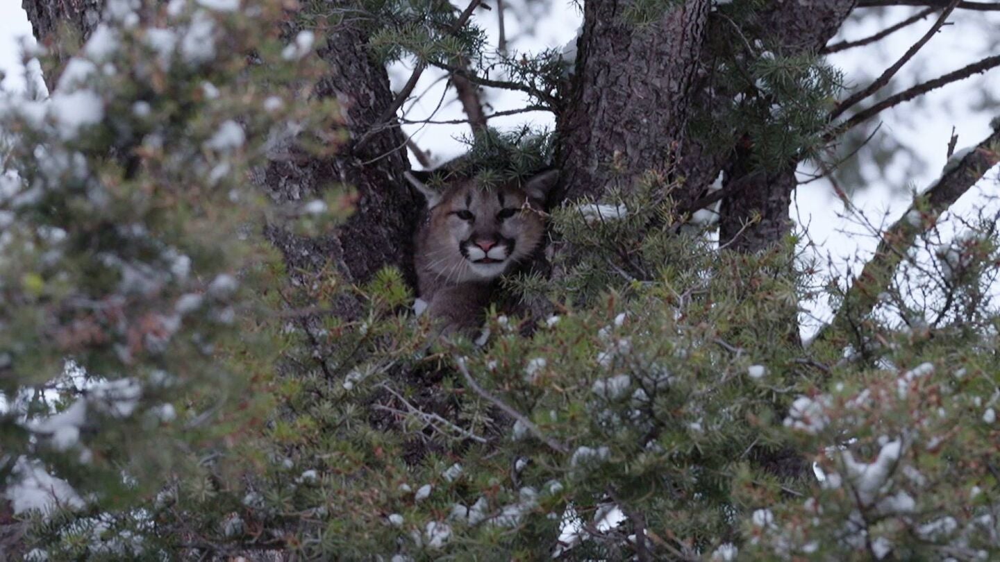 Jake sigue el rastro de un puma que se acerca demasiado a las granjas