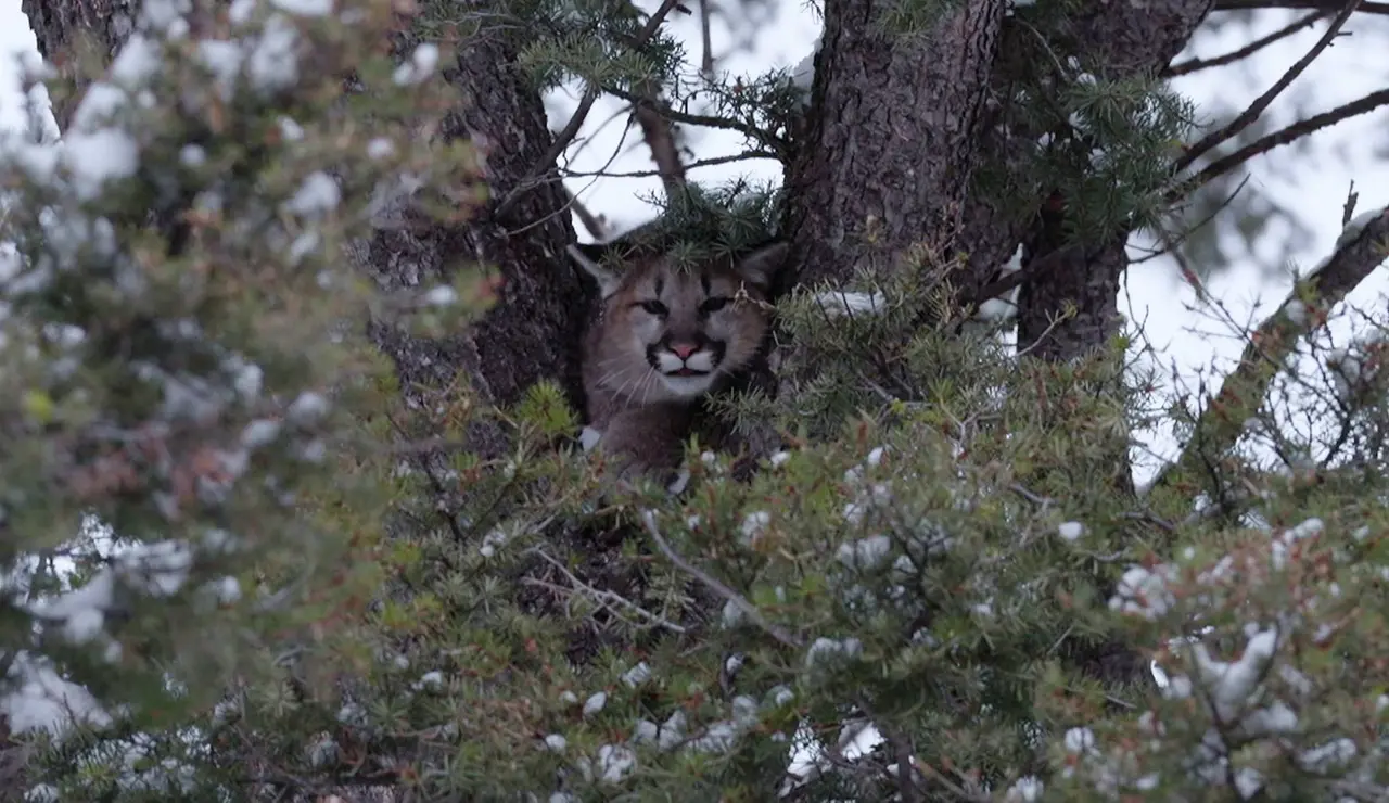 Jake sigue el rastro de un puma que se acerca demasiado a las granjas