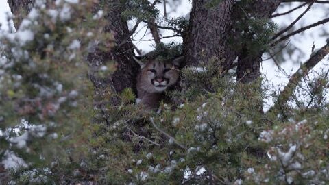 Jake sigue el rastro de un puma que se acerca demasiado a las granjas