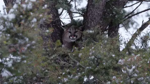 Jake sigue el rastro de un puma que se acerca demasiado a las granjas Jake sigue el rastro de un puma que se acerca demasiado a las granjas