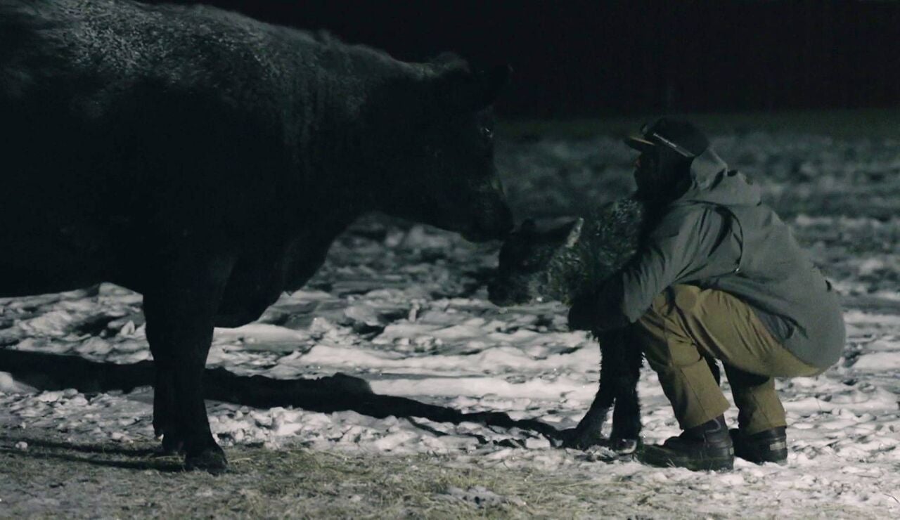 Jake lucha contra el fr&iacute;o extremo de Montana para salvar a los terneros reci&eacute;n nacidos