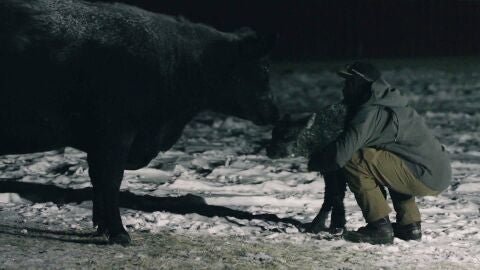 Jake lucha contra el fr&iacute;o extremo de Montana para salvar a los terneros reci&eacute;n nacidos