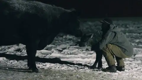 Jake lucha contra el frío extremo de Montana para salvar a los terneros recién nacidos Jake lucha contra el frío extremo de Montana para salvar a los terneros recién nacidos