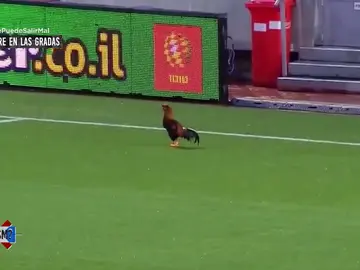 Un gallo con el ADN de Cristiano Ronaldo Un gallo con el ADN de Cristiano Ronaldo