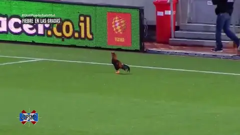 Un gallo con el ADN de Cristiano Ronaldo Un gallo con el ADN de Cristiano Ronaldo
