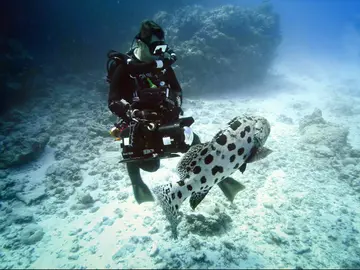 'La gran barrera de coral', estreno el sábado en MEGA 'La gran barrera de coral', estreno el sábado en MEGA