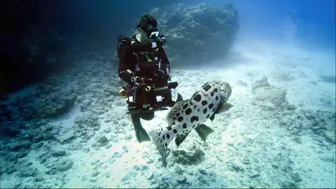 'La gran barrera de coral', estreno el sábado en MEGA 'La gran barrera de coral', estreno el sábado en MEGA