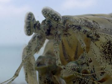 La gamba mantis, un ser peculiar de 'La gran barrera de coral'