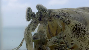 La gamba mantis, un ser peculiar de &#39;La gran barrera de coral&#39;