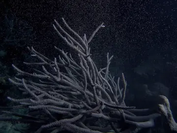 El desove, la forma de reproducción de 'La gran barrera de coral' El desove, la forma de reproducción de 'La gran barrera de coral'