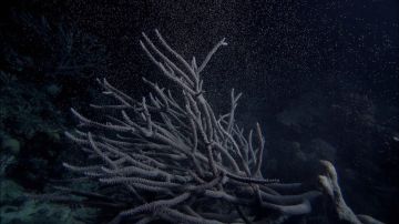El desove, la forma de reproducción de &#39;La gran barrera de coral&#39;
