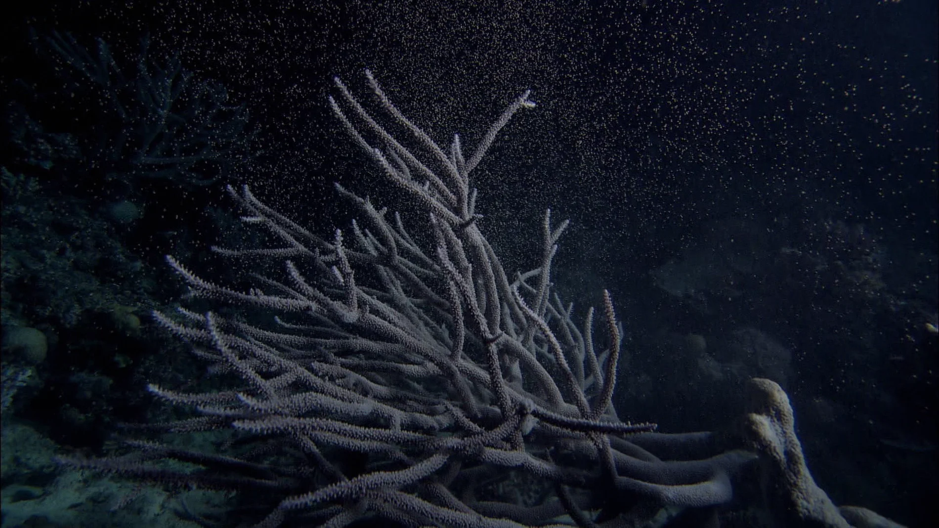 El desove, la forma de reproducción de 'La gran barrera de coral'