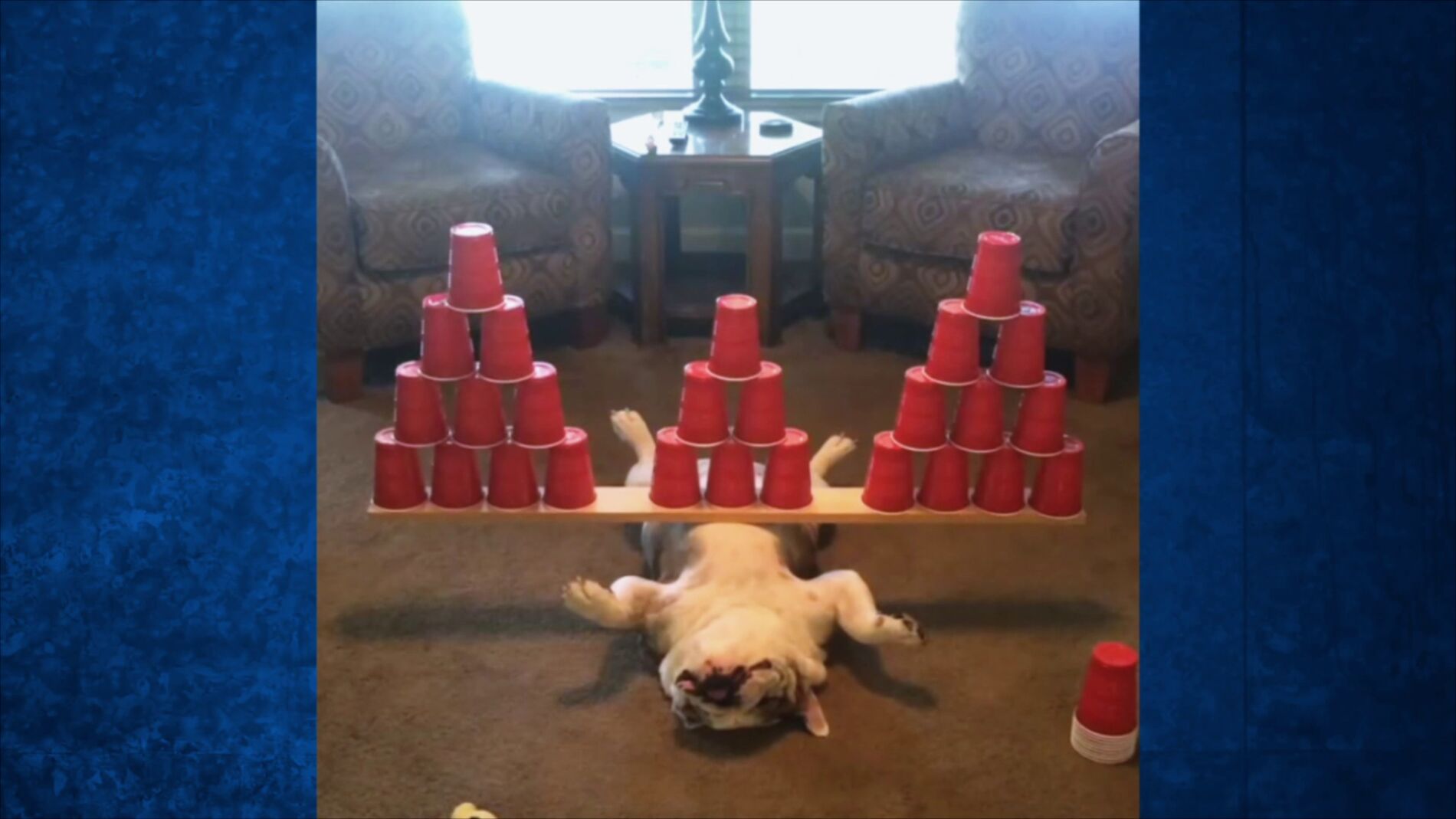 Expertos en camuflaje: &iquest;Pod&eacute;is ver a estos animales?