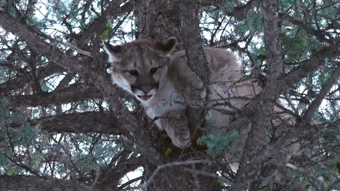 Un puma Mountain men