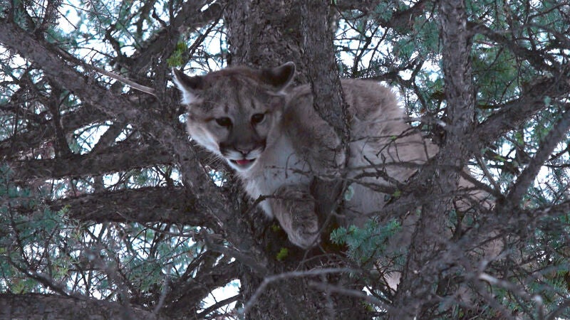 Un puma ataca por sorpresa a Jake en 'Mountain men'