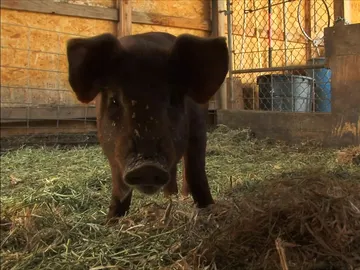 Cerdo Cerdo