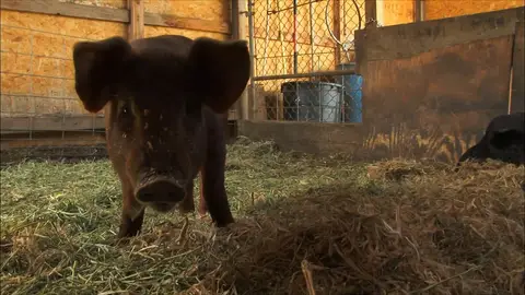 Cerdo ¿Quién da más?