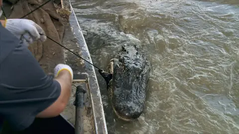 Caimán Cazadores del pantano