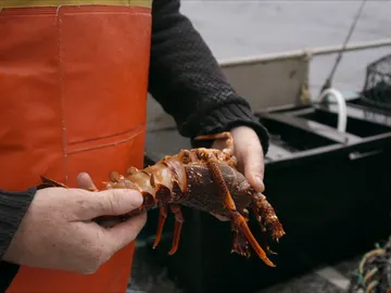 Langostas muertas Langostas muertas