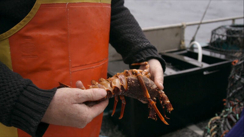 Este depredador puede arruinar toda una jornada de pesca de langosta roja